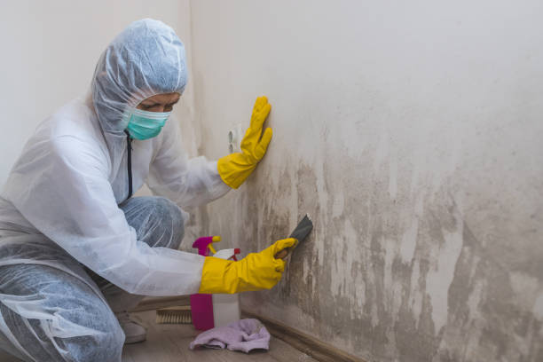 Best Kitchen Mold Remediation in Paden City, WV