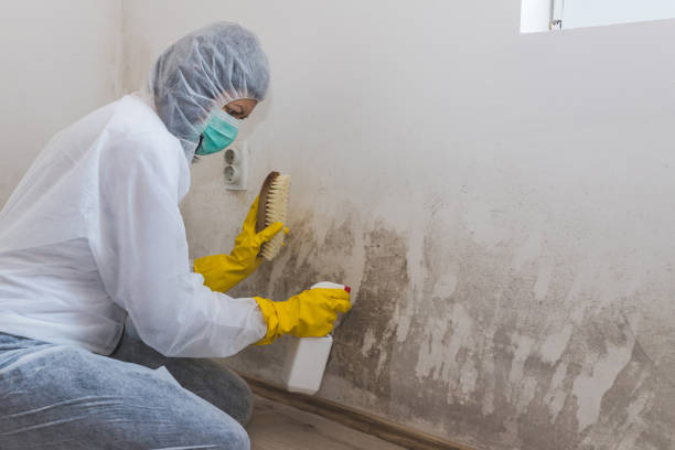 Best Black Mold Remediation in Paden City, WV