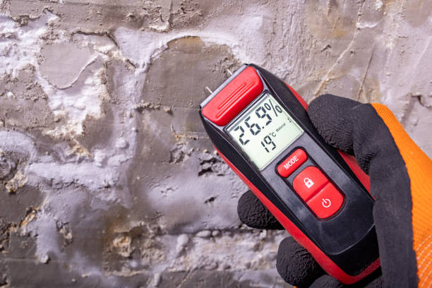 Best Industrial Mold Remediation in Paden City, WV