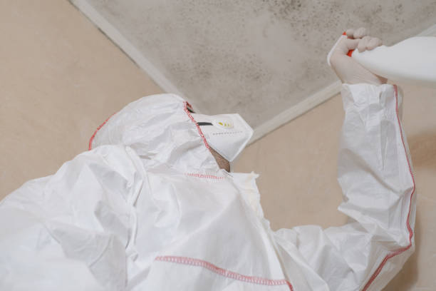 Best Industrial Mold Remediation in Paden City, WV