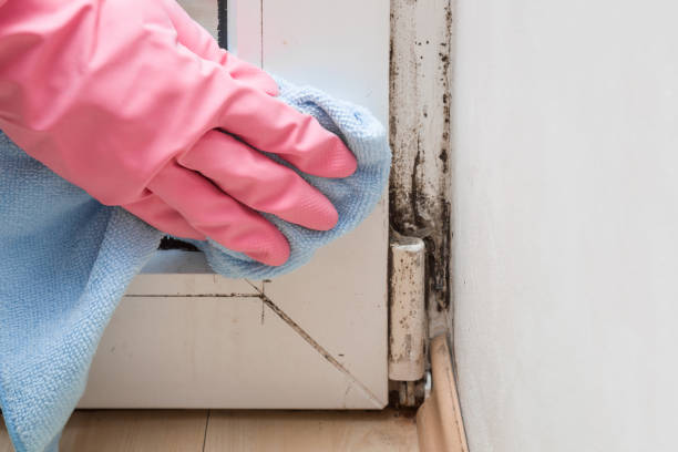 Professional Mold Remediation in Paden City, WV